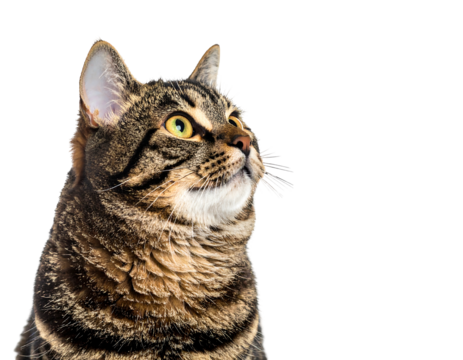 Tabby cat gazes up and right against black background. Soft fur and attentive expression