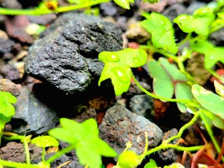 Tiny Leaf with Water Droplets on Rough Rock Texture