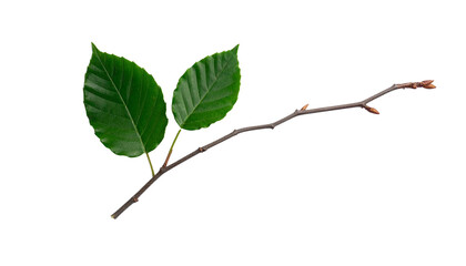 Fototapeta premium A Branch and a Leaf Minimal Nature Concept Isolated on Transparent Background