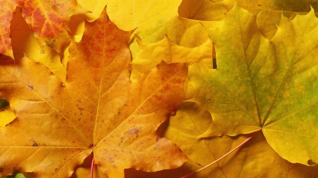 Autumn leaves background. Maple and oak fall leaf lay out. Fall concept