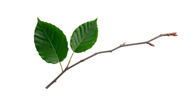A Branch and a Leaf Minimal Nature Concept Isolated on Transparent Background