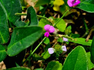 Tiny Pink and Purple Wildflowers Among Green Foliage