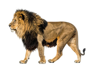 Regal lion with majestic mane, standing in profile against a dark background