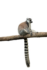Naklejka premium A lemur perched on a branch with a long striped tail, isolated, PNG