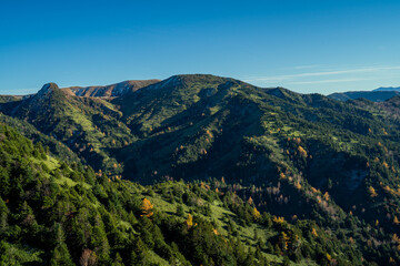 Yellowing Japanese Larch Forest, Shiga Kogen　志賀高原の紅葉するカラマツ林