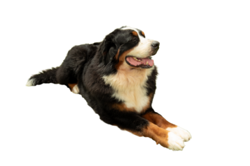 Relaxed Bernese Mountain Dog lying down, isolated, PNG