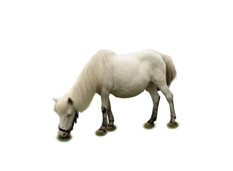 Fototapeta premium White pony with long mane grazes on lush green grass, isolated, PNG