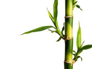 Obraz premium A vibrant green bamboo stalk with fresh leaves reaching upwards against a clean, white backdrop