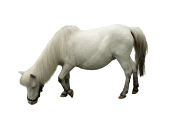 White pony bent down to graze on the ground, isolated, PNG