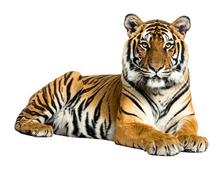 Relaxed tiger lying down with bright orange fur and dark stripes against a black background
