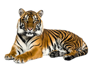 Obraz premium Recumbent tiger with orange-black stripes against a black background, gazing forward with striking eyes