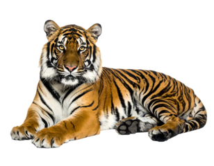 Recumbent tiger with orange-black stripes against a black background, gazing forward with striking eyes
