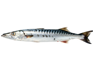 Fototapeta premium Full length side view of a fresh barracuda fish with its long streamlined body and silver scales, isolated on a clear blank white background