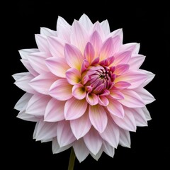 Obraz premium A delicate, detailed close-up of a magnificent pink and white dahlia flower showcasing intricate petals and soft summer color ,close up ,natural ,organic
