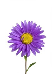 Fototapeta premium A vivid purple aster bloom, showcasing intricate petals and bright yellow center, isolated against a pure, clean white background ,vibrant ,plant ,studio