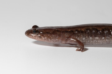 Portrait of a northern dusky salamander, Desmognathus fuscus, as it steps forward. 