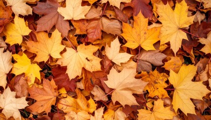 Fototapeta premium Autumn