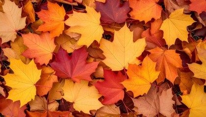 Fototapeta premium Autumn