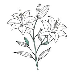  hemerocallis bloemen flower line art on white