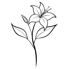 hemerocallis frans hals line art  flower on white background