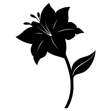 hemerocallis frans hals flower silhouette vector on white