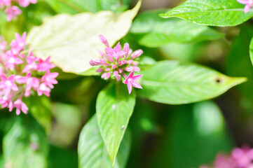 Pentas lanceolata , Egyptian star cluster or RUBIACEAE or Egyptian starcluster or Starflower or pink Egyptian starcluster flowers