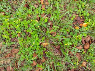 カタバミの花咲く桜の枯れ葉の散った秋の野原風景