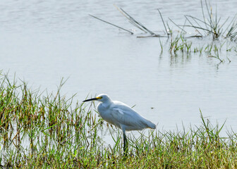 Snowy Egret wading through the water
