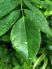 Green leaf wet weather conditions