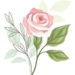 Elegant Pink Rose Blossom With Green Leaves And Delicate Outline Branches On Transparent Background