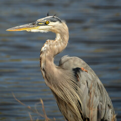 Great Blue Heron at a nature reserve