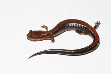 Obraz premium An adult Red-backed Salamander (Plethodon cinereus) from eastern North America. Its body is curled into a backwards 