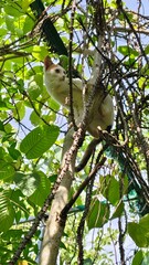 A cat climbs up a tall tree.
