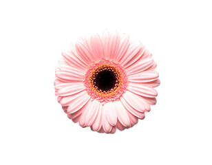 Pale pink gerbera flower, overhead angle, with dark center, set against stark black background