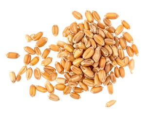 Pile of wheat grains. Golden brown grains scattered, isolated against black. Simple, natural composition
