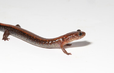 Laterial view of an Eastern Red-backed Salamander (Plethodon cinereus) with its head raised in an alert position. 
