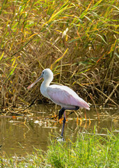 A Spoonbill wading through the water