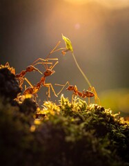 Venomous ants bite aggressively, defending their colonies with painful stings and remarkable teamwork abilities.