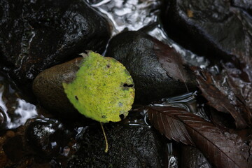紅葉が始まる秋、清流に落ちた黄色い木の葉が水面を静かに流れ、季節の移ろいを映しています。