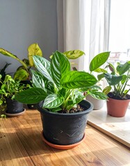 Beautiful tabletop ornamental plants adding freshness, natural beauty, and elegance to indoor spaces and offices.