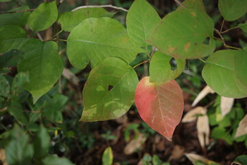 秋、一枚だけ赤く紅葉したアブラチャンの葉が、森の中で季節の移ろいを静かに伝えています。