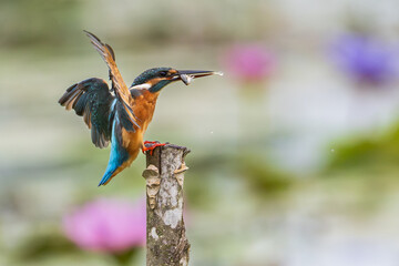 Common kingfisher (Alcedo atthis) eating small fish and during on branch tree for diving in to water eating fish at the river.Close up kingfisher catching a fish on lotus lake background.