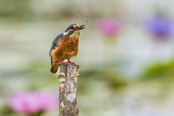 Common kingfisher (Alcedo atthis) eating small fish and during on branch tree for diving in to water eating fish at the river.Close up kingfisher catching a fish on lotus lake background.