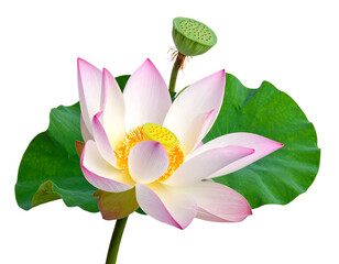 Pink & white lotus flower with large green leaves and a seed pod, isolated on a black background