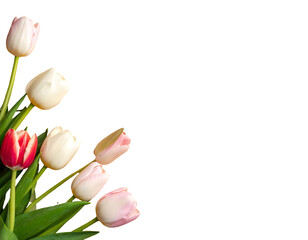 Pink and white tulips in a bouquet, with vibrant green leaves, against a stark black background