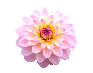 Pink and yellow dahlia flower with layered petals against a black background. Isolated, vibrant colors, beautiful nature shot