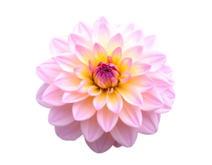 Pink and yellow dahlia flower with layered petals against a black background. Isolated, vibrant colors, beautiful nature shot