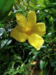 Yellow Flower in the rainy day