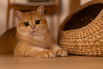 Orange kitten, British shorthair cat in the house