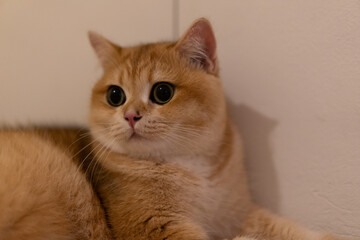 Orange kitten, British shorthair cat in the house